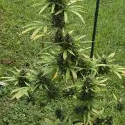 Amnesia auto Outside 2026 SeedSupreme
