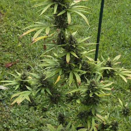 Amnesia auto Outside 2026 SeedSupreme