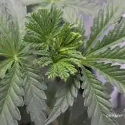 Strawberry Cadillac-Strng Seeds