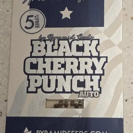 Black Cherry Punch auto -Pyramid Seeds