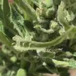 No Calorie Auto Candy 🏆 Outside