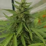 White Widow X Crystal Meth Outside 2026
