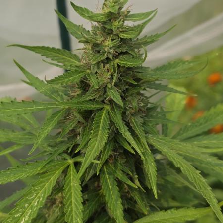 White Widow X Crystal Meth Outside 2026