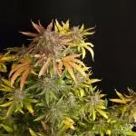 Frostbanger Auto ( 2502 tester)