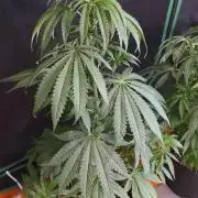 Strawberry Cadillac-Strng Seeds