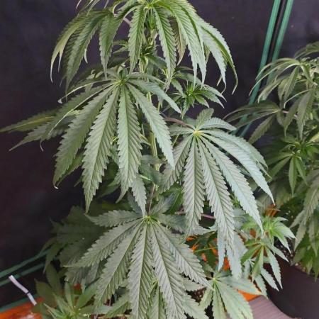 Strawberry Cadillac-Strng Seeds