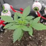 Apricot Auto-Fast Buds