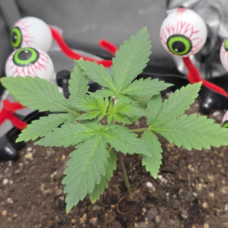 Apricot Auto-Fast Buds