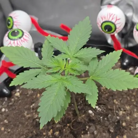 Apricot Auto-Fast Buds