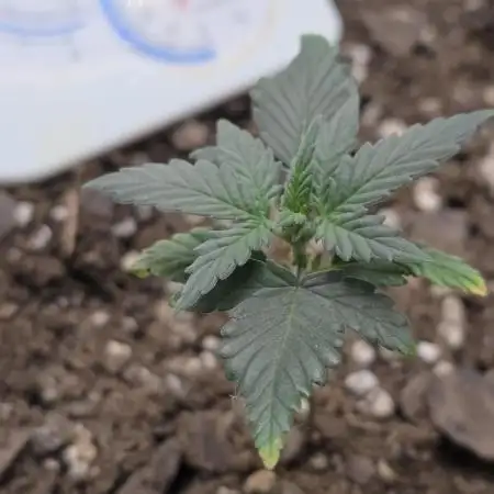 Black Cherry Punch auto -Pyramid Seeds