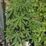 White Widow X Crystal Meth Outside 2026