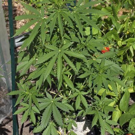 White Widow X Crystal Meth Outside 2026
