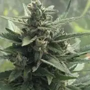 Whorled Phyllotaxy-Hawaiian Snow auto