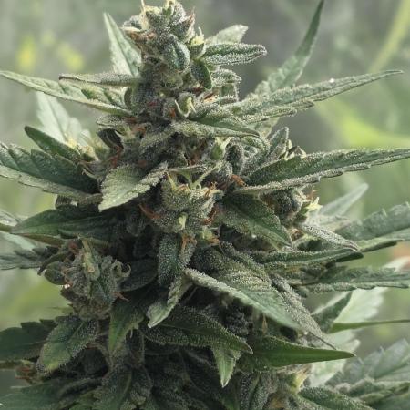 Whorled Phyllotaxy-Hawaiian Snow auto