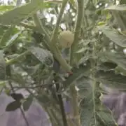 NYC Diesel (was Hey Abby)