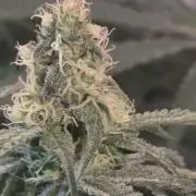 Strawberry Cadillac-Strng Seeds