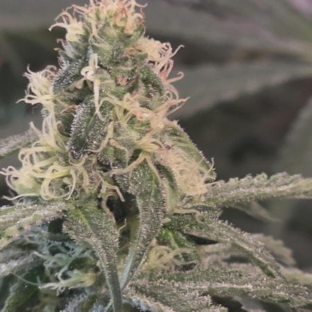 Strawberry Cadillac-Strng Seeds