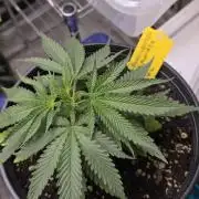 Straw-Lectric Lemonade Strng Seeds