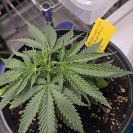 Straw-Lectric Lemonade Strng Seeds