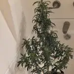 Hey Abby - SeedSupreme