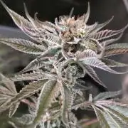 Strawberry Cadillac-Strng Seeds