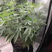 Straw-Lectric Lemonade Strng Seeds