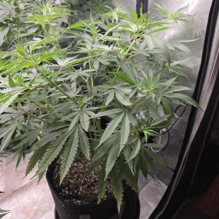 Straw-Lectric Lemonade Strng Seeds