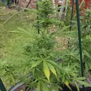 Amnesia auto Outside 2026 SeedSupreme