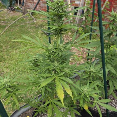 Amnesia auto Outside 2026 SeedSupreme