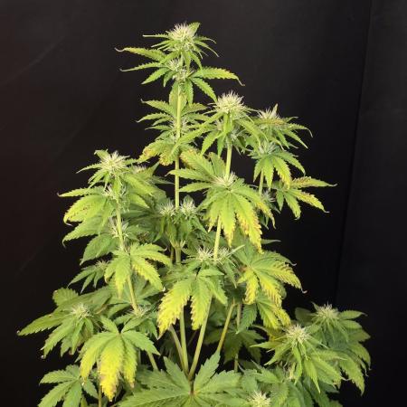 Fat Bastard Auto