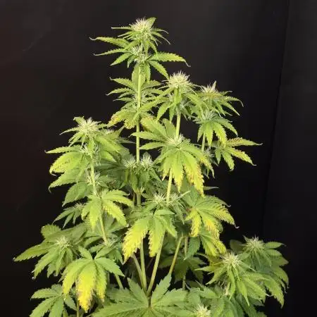 Fat Bastard Auto