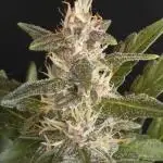 Apricot Auto-Fast Buds