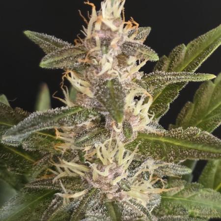 Apricot Auto-Fast Buds