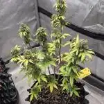 White LSD Auto