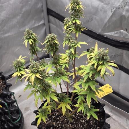 White LSD Auto
