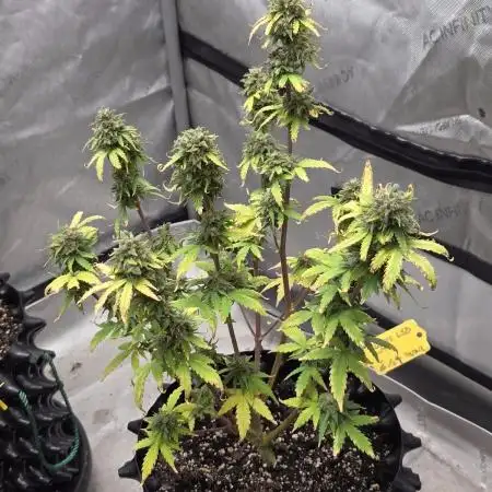 White LSD Auto