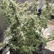 Tutankhamon Fast-Nokotech Simplex