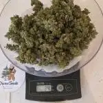 No Calorie Auto Candy 🏆 Outside
