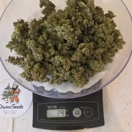 No Calorie Auto Candy 🏆 Outside