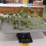 Fat Bastard Auto