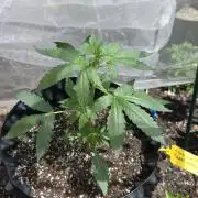 Amnesia auto Outside 2026 SeedSupreme