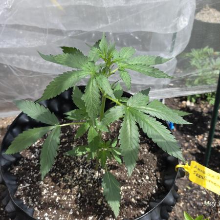 Amnesia auto Outside 2026 SeedSupreme