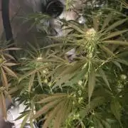 Straw-Lectric Lemonade Strng Seeds