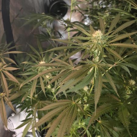 Straw-Lectric Lemonade Strng Seeds