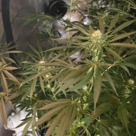 Straw-Lectric Lemonade Strng Seeds