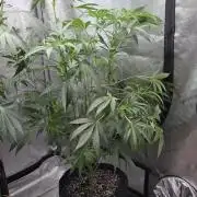 Straw-Lectric Lemonade Strng Seeds