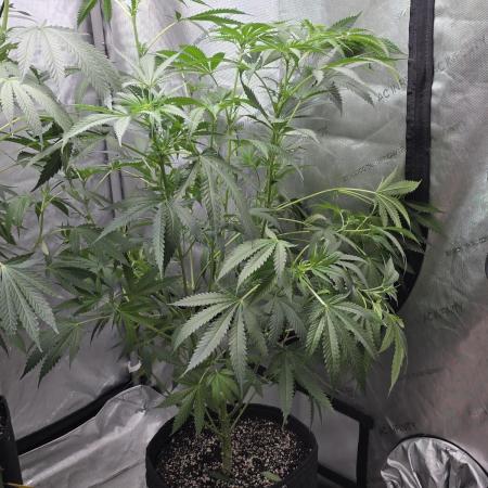 Straw-Lectric Lemonade Strng Seeds