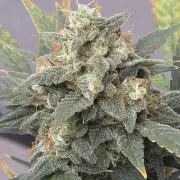 Black Cherry Punch auto -Pyramid Seeds