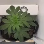 Hey Abby - SeedSupreme