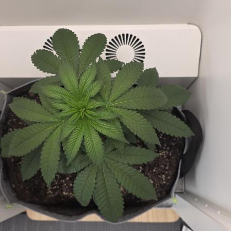 Hey Abby - SeedSupreme